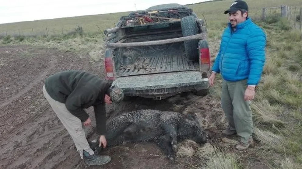 Cazadores de jabalíes piden autorización para cazar