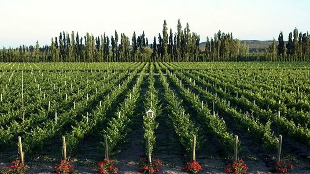 Vitivinicultura en Río Negro: “Somos naturalmente orgánicos“