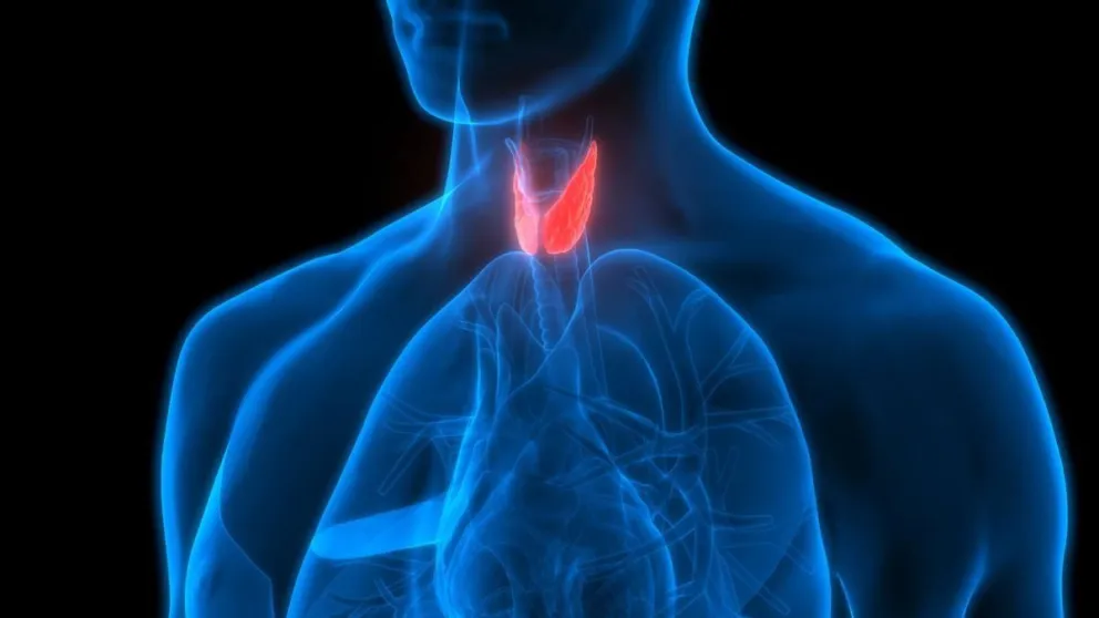 “La tiroides es la vedette de la endocrinología”