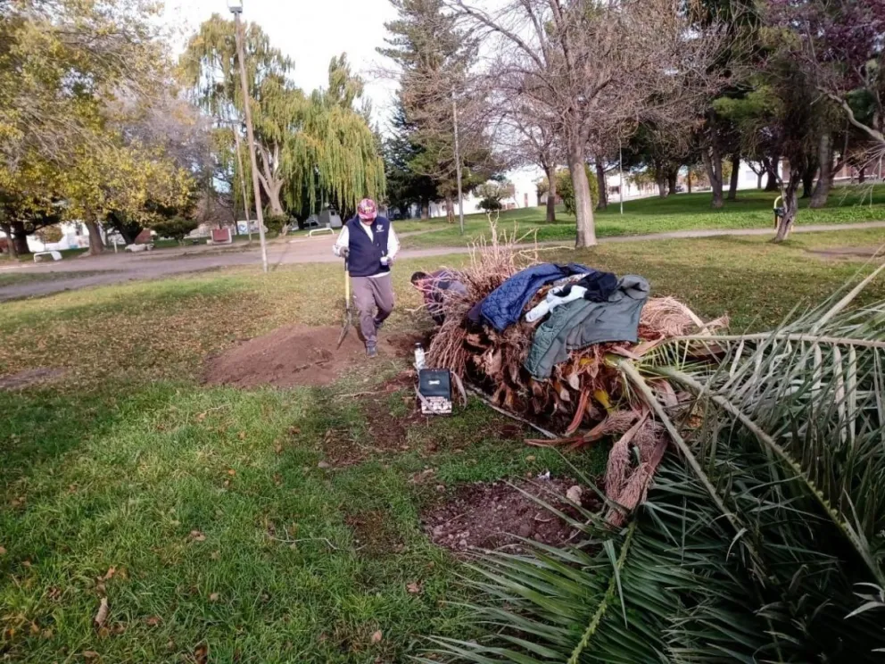Reimplantaron una palmera en la plaza Chacabuco