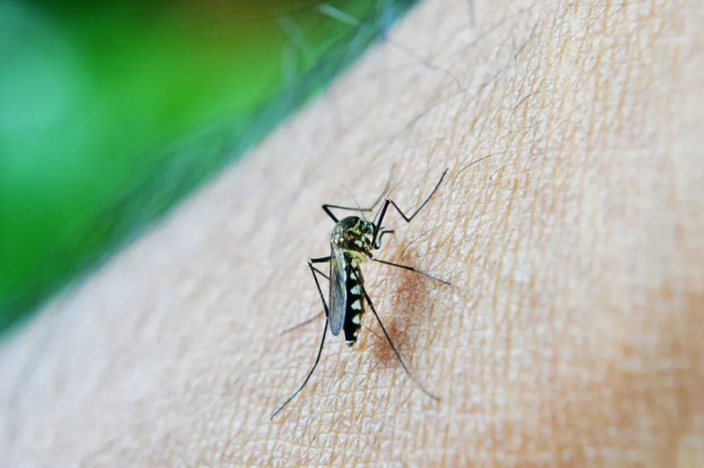Mitos vs Realidad: dengue, zika y chikungunya