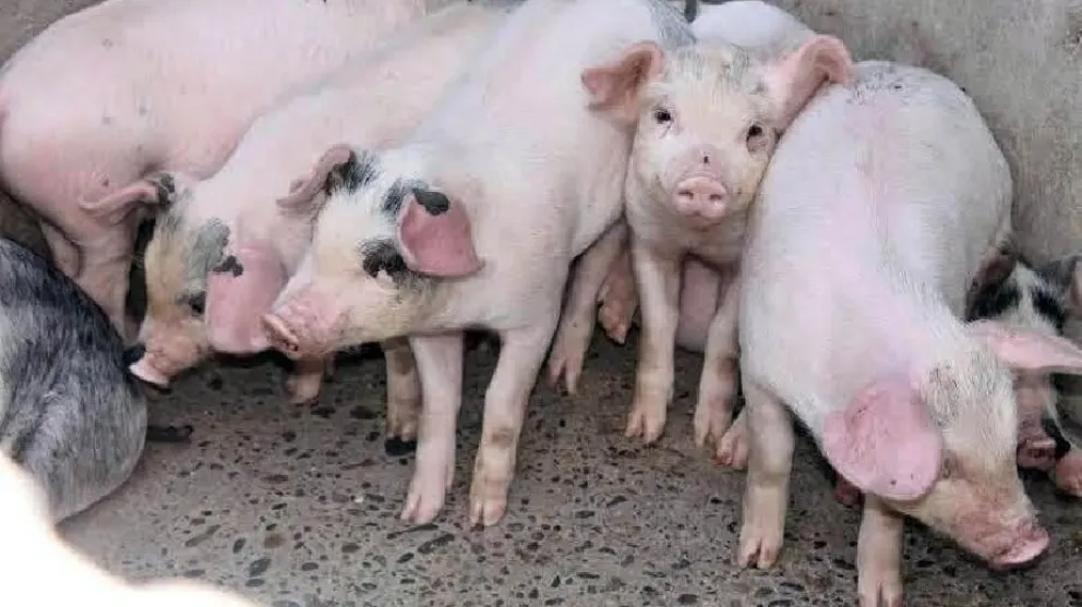 Semana del Consumo de Carne Porcina