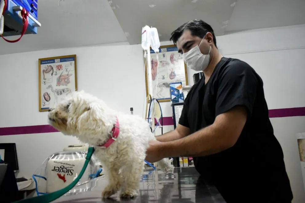 El cuidado animal y los costos para mantener una mascota