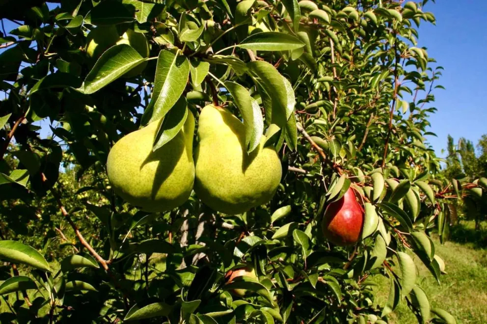 Weretilneck hizo gestiones para auxiliar al sector frutícola