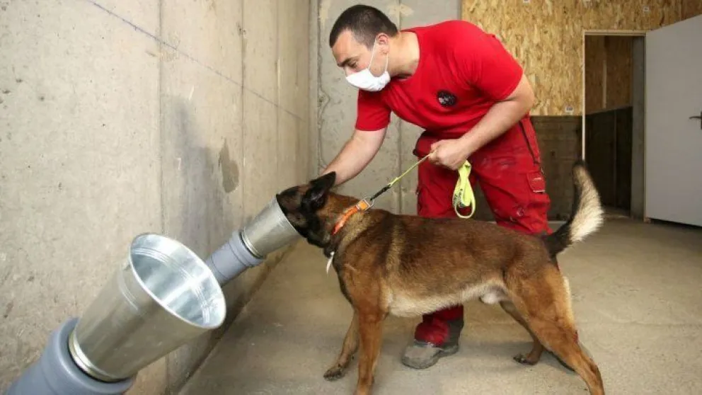 La UBA entrenará perros para detectar coronavirus con el olfato