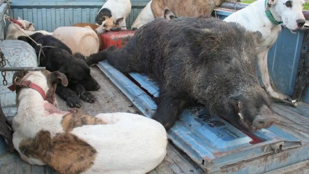 Chancho jabalí y ñandú: principales presas de cazadores furtivos