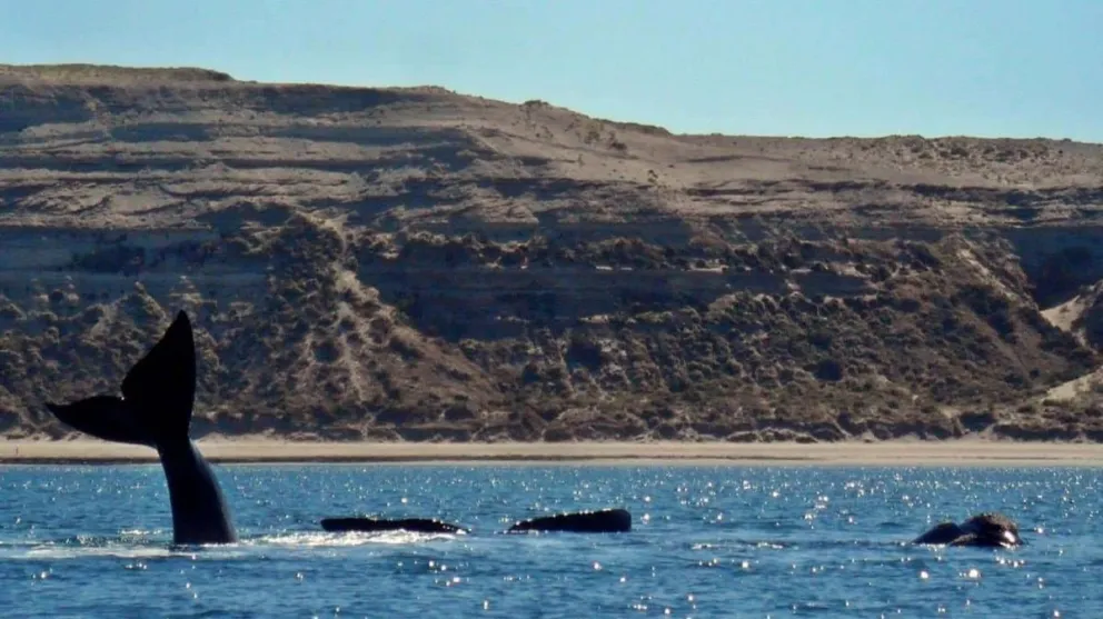 Puerto Madryn extiende su propuesta "Futuro Viaje"