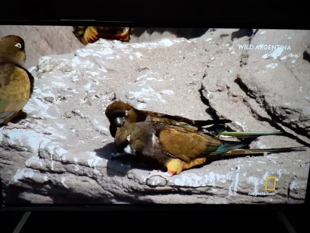 El Cóndor apareció en un documental de National Geographic