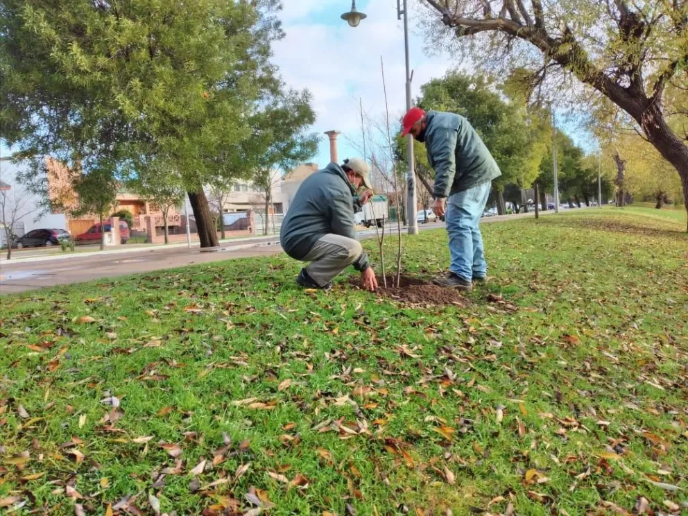 Avanza un masivo plan de forestación en todos los barrios de la ciudad