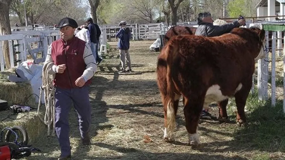 Sin público, la Exposición Rural de Viedma será virtual