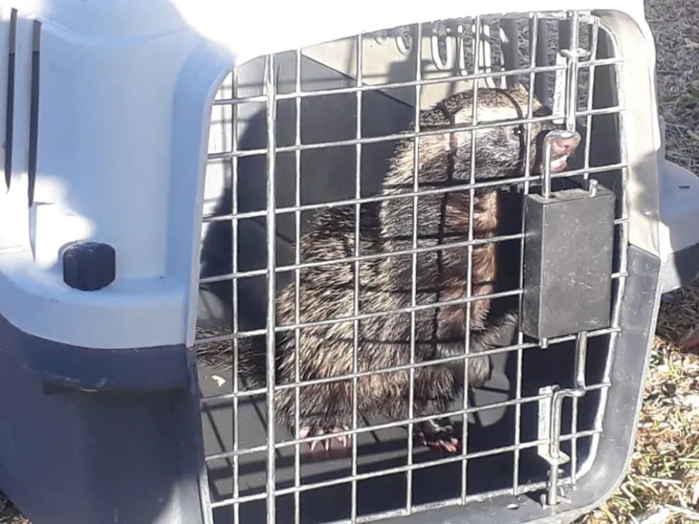 Fauna recibió un hurón por parte de una vecina de Beltrán