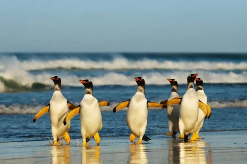 Curiosidades de los pingüinos patagónicos que seguro no sabías