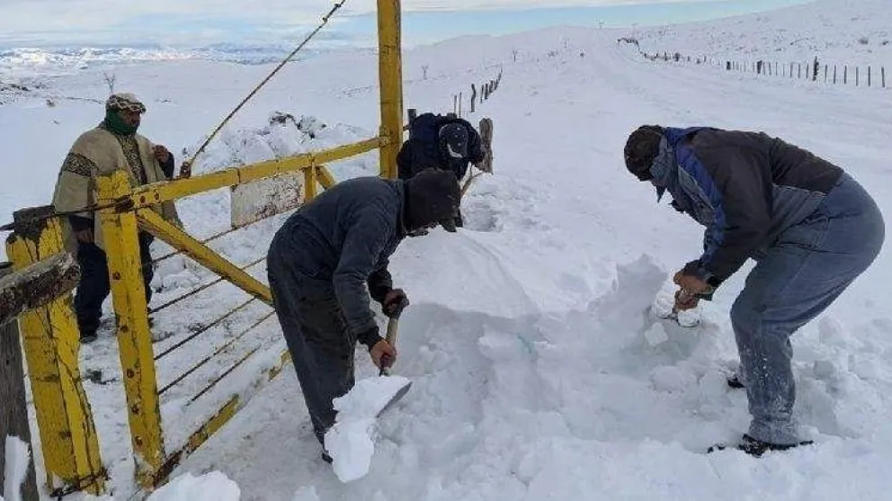 Río Negro podría declarar la Emergencia Agropecuaria por las intensas nevadas