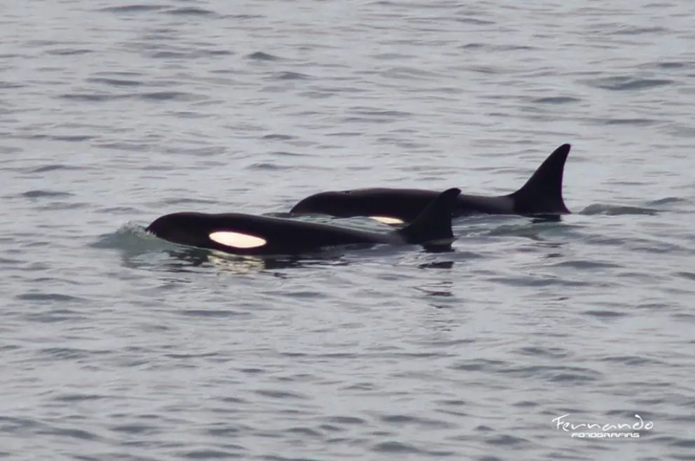 Las orcas embellecieron el paisaje en Punta Bermeja