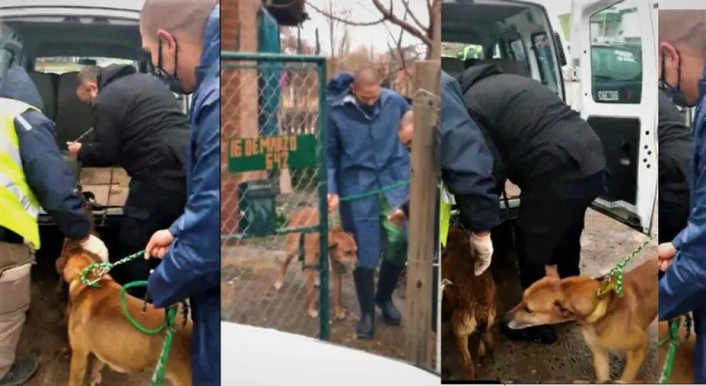 Un funcionario salvó a dos perros de morir ahogados