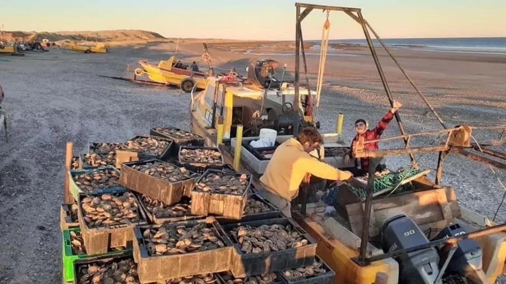 Histórica recolección de vieiras en las costas rionegrinas