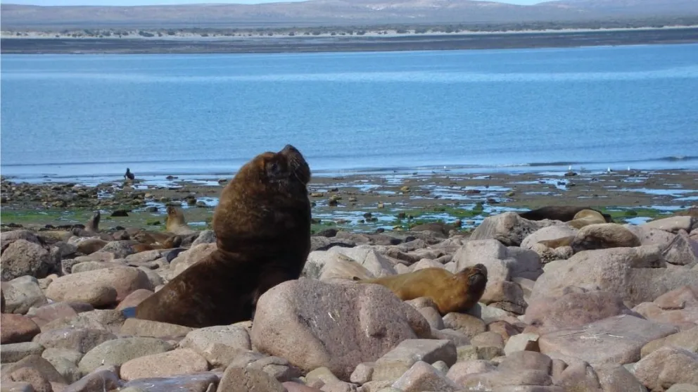 Islote Lobos será el segundo Parque Nacional de Río Negro