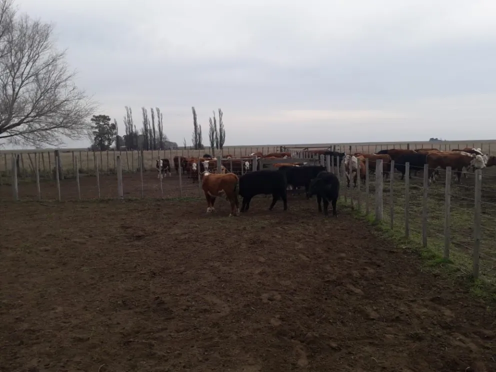 Recuperan ocho vacunos sustraídos en la zona de Villalonga