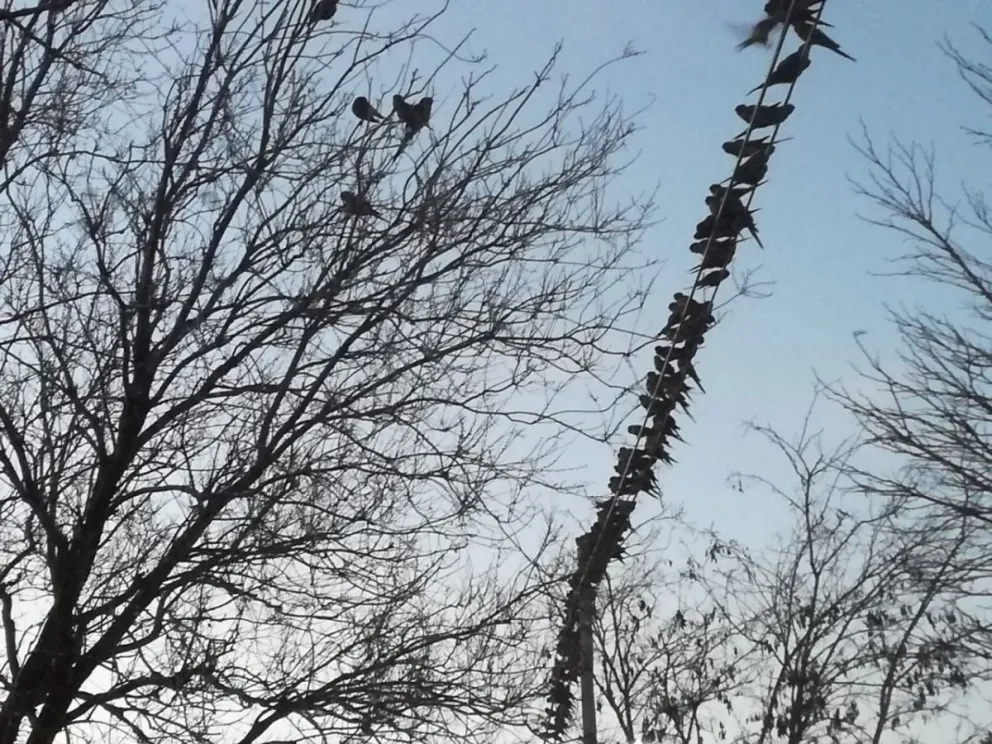 Colocarán un sistema láser para ahuyentar loros en Stroeder
