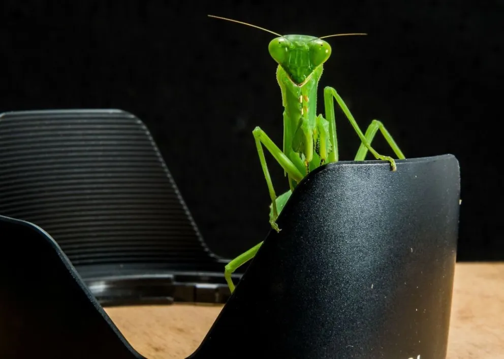 Jugá con realidad aumentada en tus fotos agregando insectos