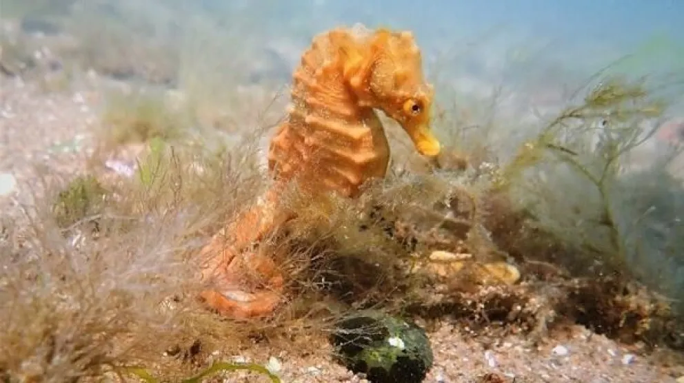 El Caballito de Mar patagónico está en peligro de extinción