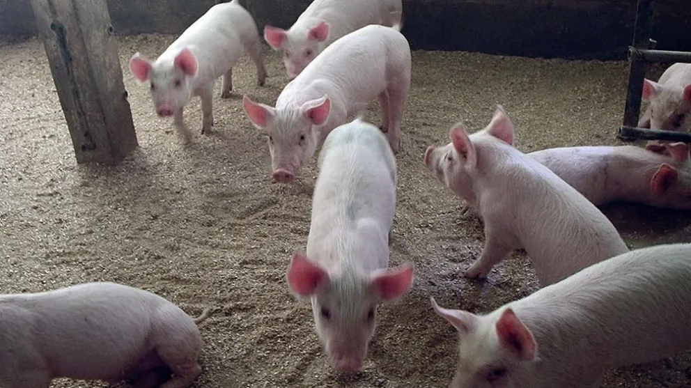 Carne de cerdo: el acuerdo con China prevé inversión de US$ 3.800 millones