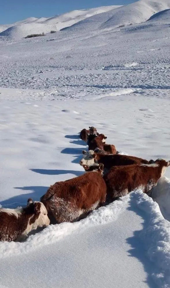 Weretilneck solicitó ayuda para ganaderos afectados por la nieve
