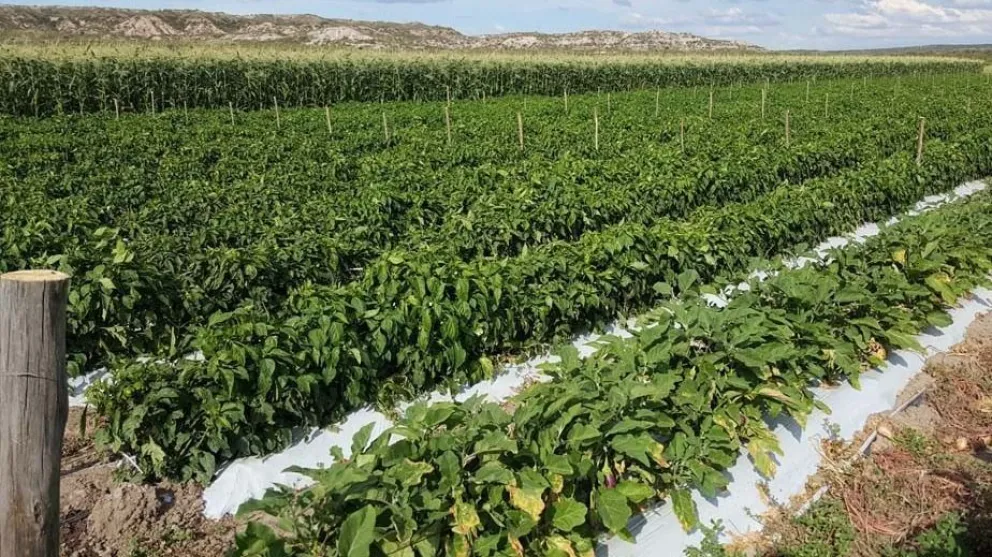 Río Negro: nuevas líneas de financiamiento para el sector productivo