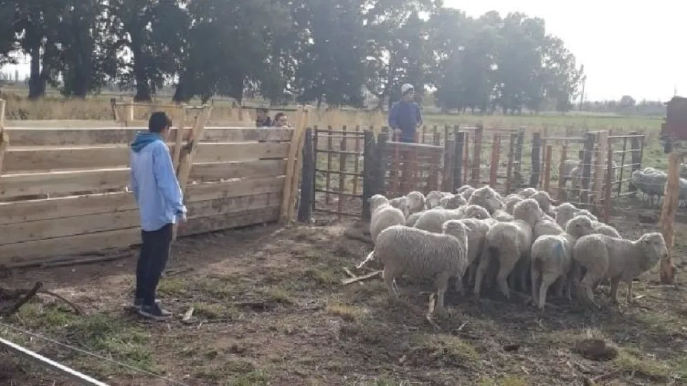 Idevi: dueño de un perro que mató ovejas y gallinas deberá pagar por daños económicos