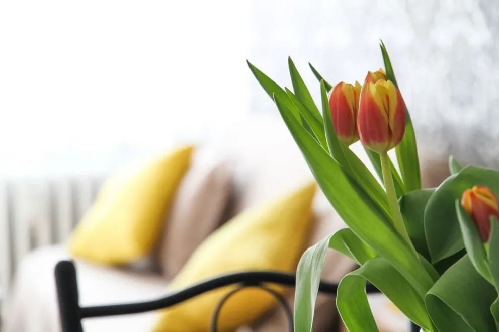 Flores en casa: armonía natural