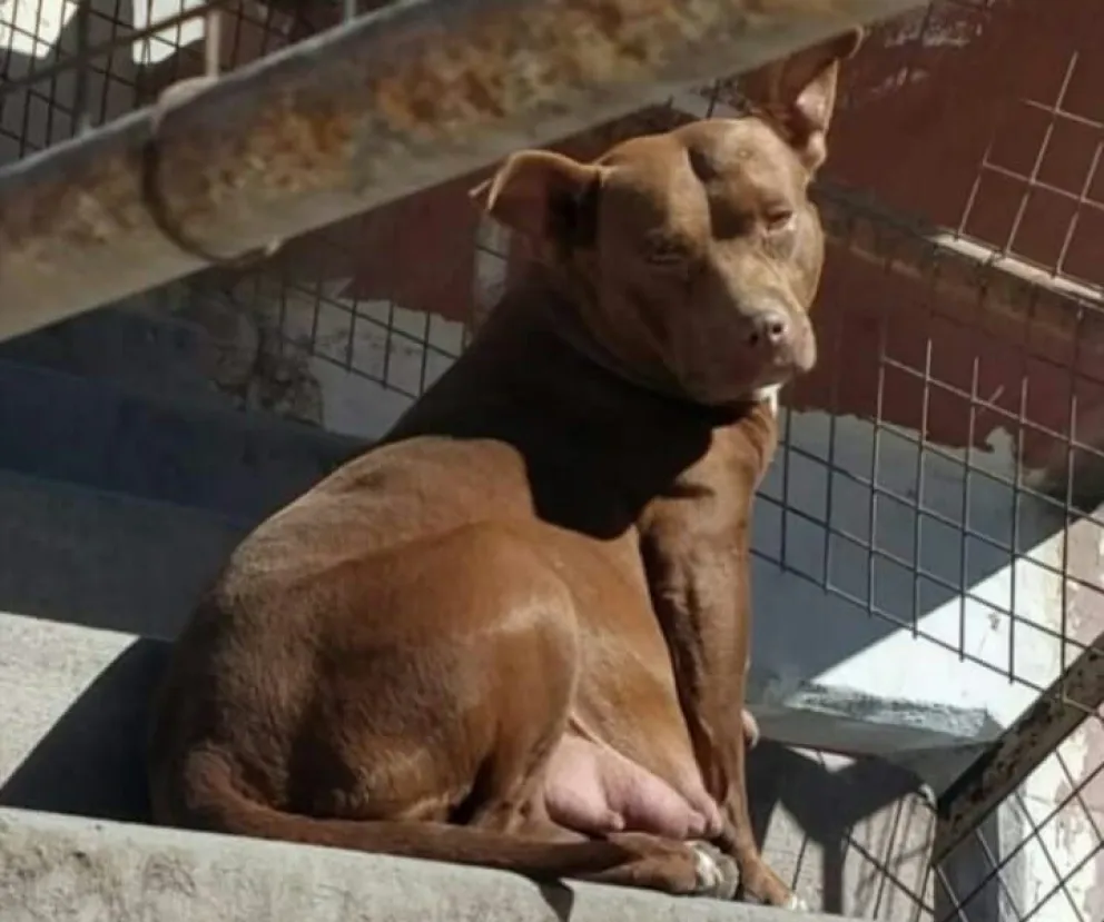 Crueldad animal: una mujer golpeó con saña a indefensos pitbulls