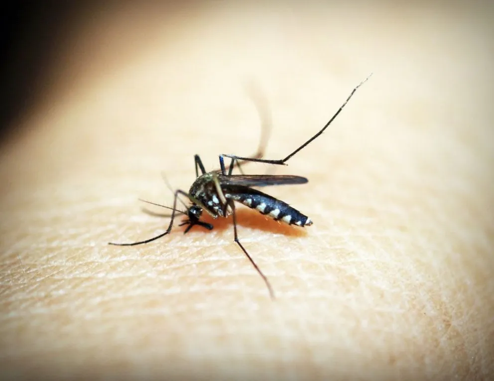 ¿Cómo enfrentar al mosquito del dengue, el Zika y Chikungunya?