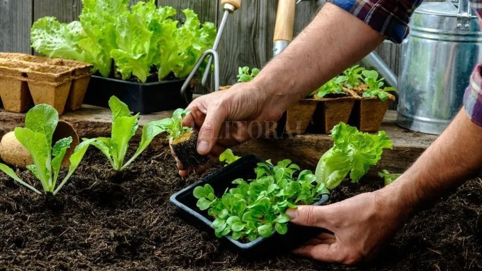 Destinan 1.000 millones para la producción de alimentos para la agricultura familiar