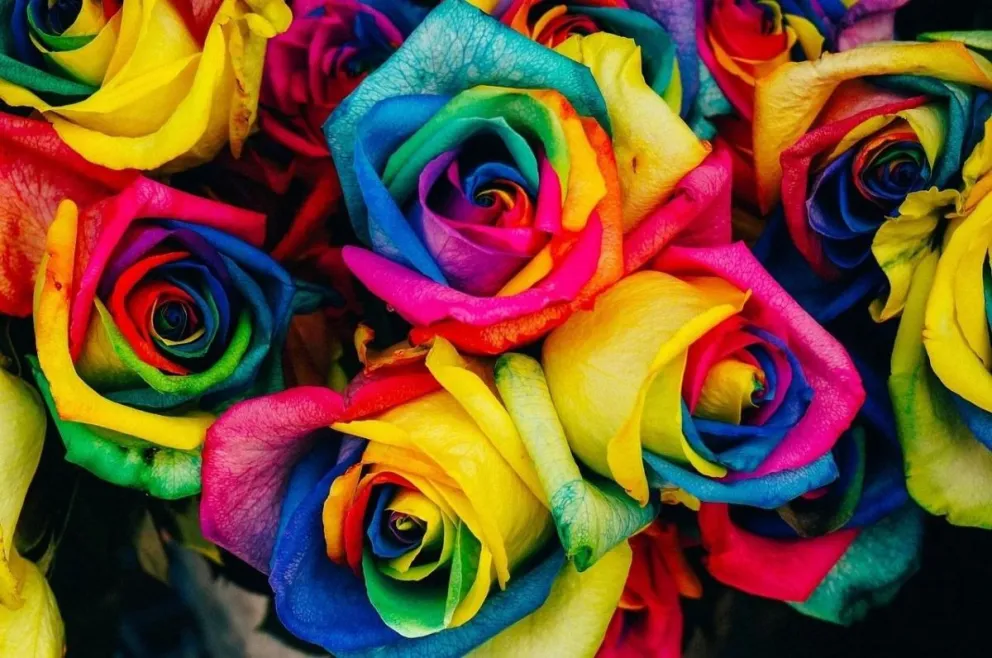 El significado de las rosas según su color
