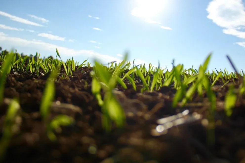 Insumos agrícolas: Consejos para aprovecharlos al máximo