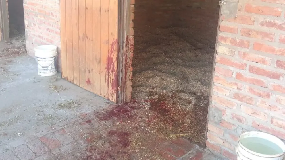 Conesa: entraron a robar y mataron a puñaladas a tres caballos