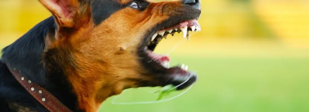 Se le cruzó un perro cuando iba en su moto y será resarcido