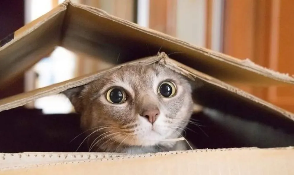 ¿Por qué los gatos aman las cajas de cartón?
