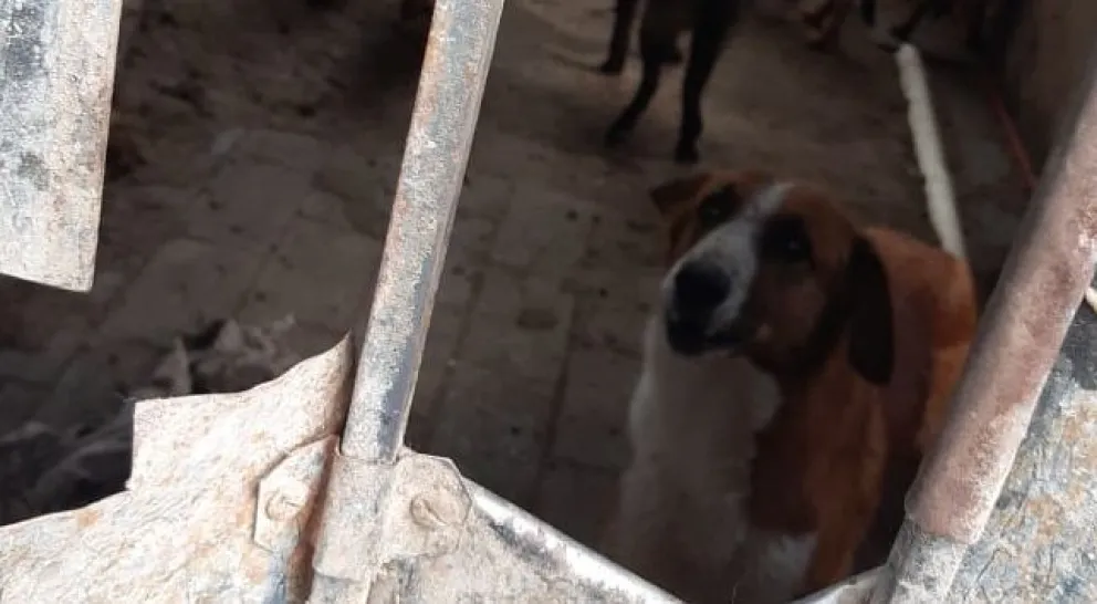 Viedma: Le allanaron la casa por tener 28 animales abandonados