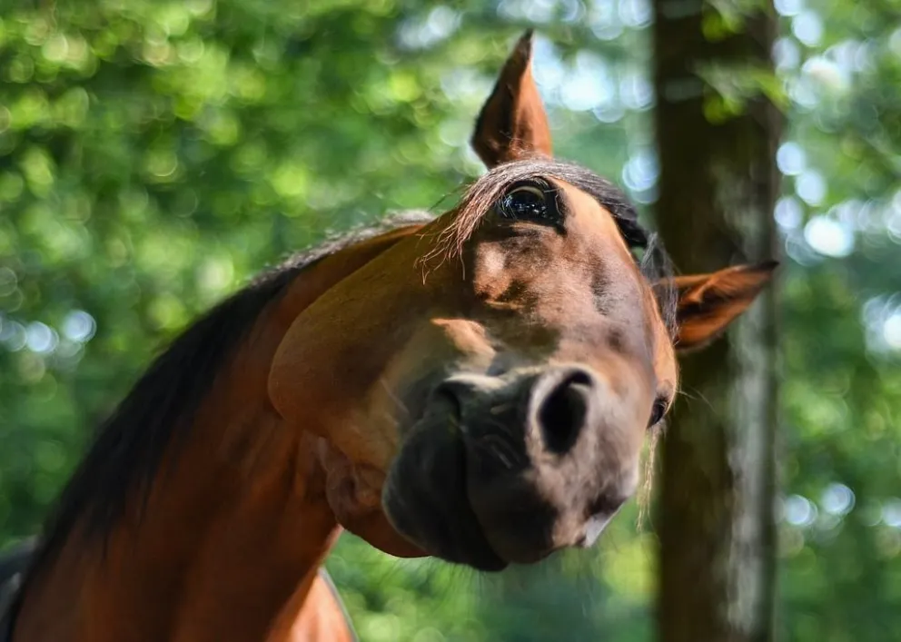 Curiosidades sobre los animales que te sorprenderán