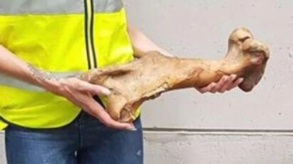 Frustraron contrabando de fósiles rionegrinos en España