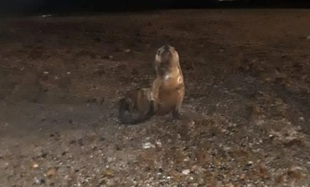 Aconsejan no acercarse a lobos marinos en la playa