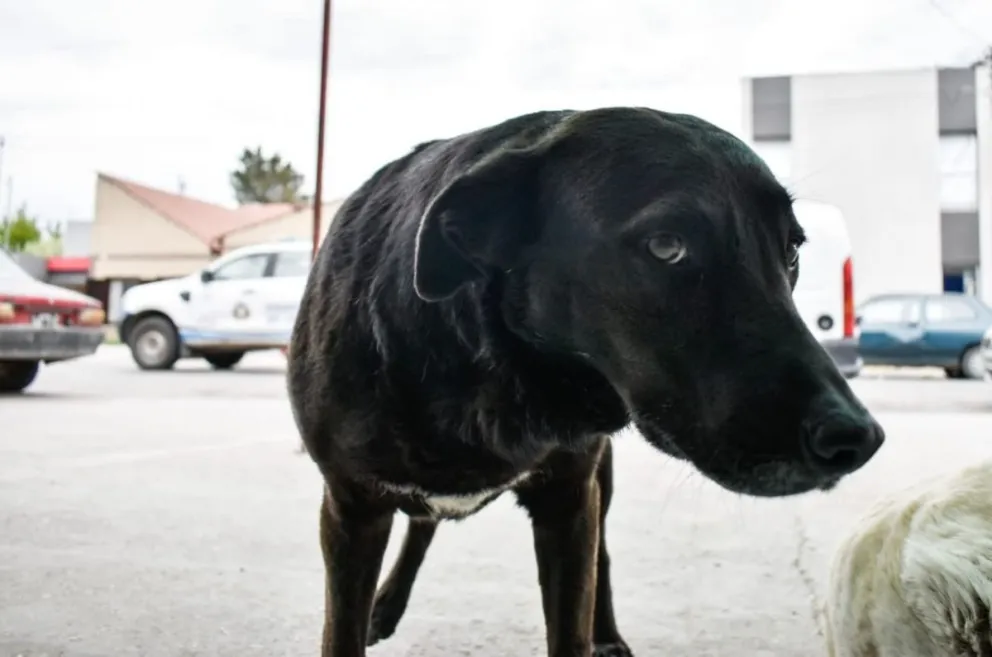 Creció la cantidad de perros callejeros en Viedma