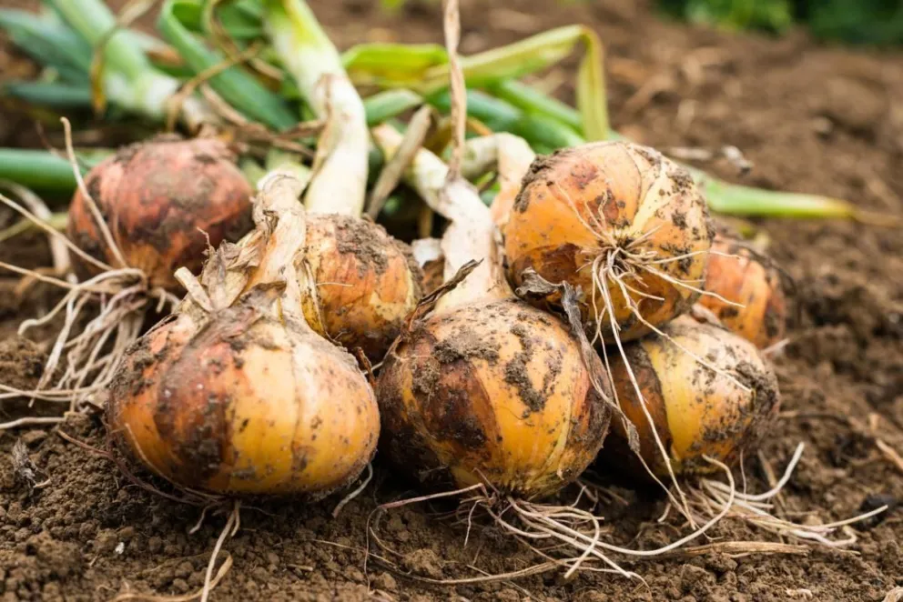 Vecinos autoconvocados en contra del cultivo de cebolla convencional