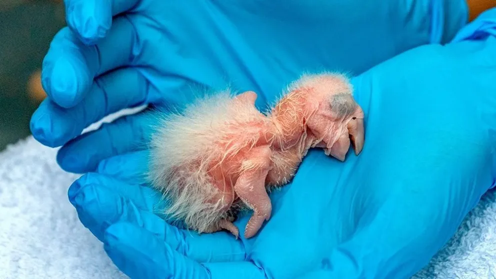Nacieron tres guacamayos rojos en el Iberá, tras 150 años de extinción silvestre