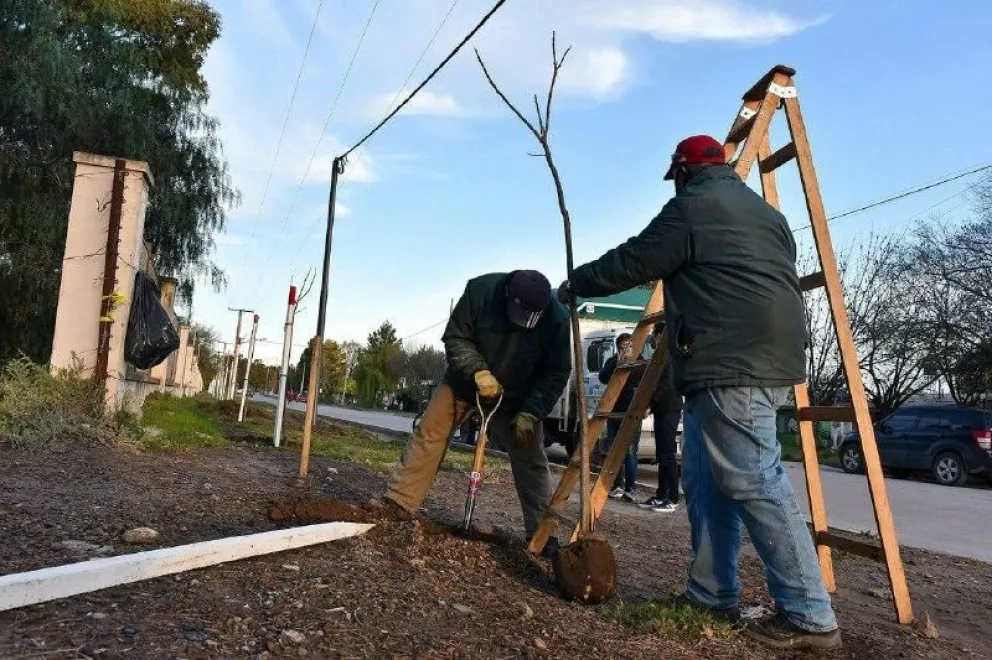 Se plantaron mil árboles en distintos puntos de la ciudad