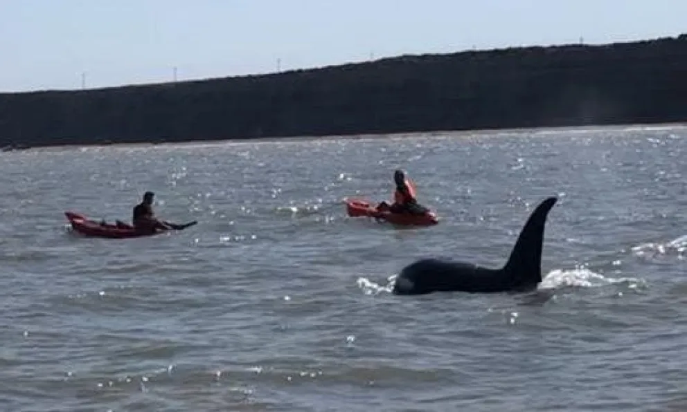 Susto para pescadores en El Cóndor: se toparon con orcas