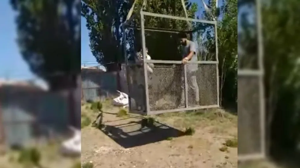 Bomberos rescataron un gato que estuvo 6 días en la copa de un árbol