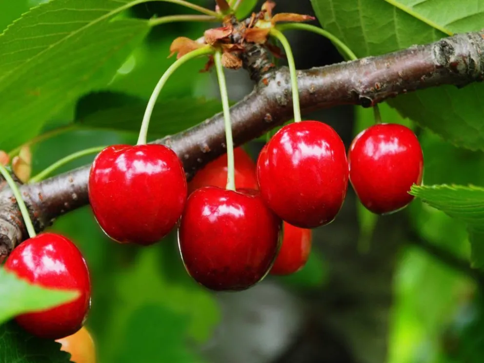4 mil tucumanos vendrán a la provincia para la cosecha de cerezas