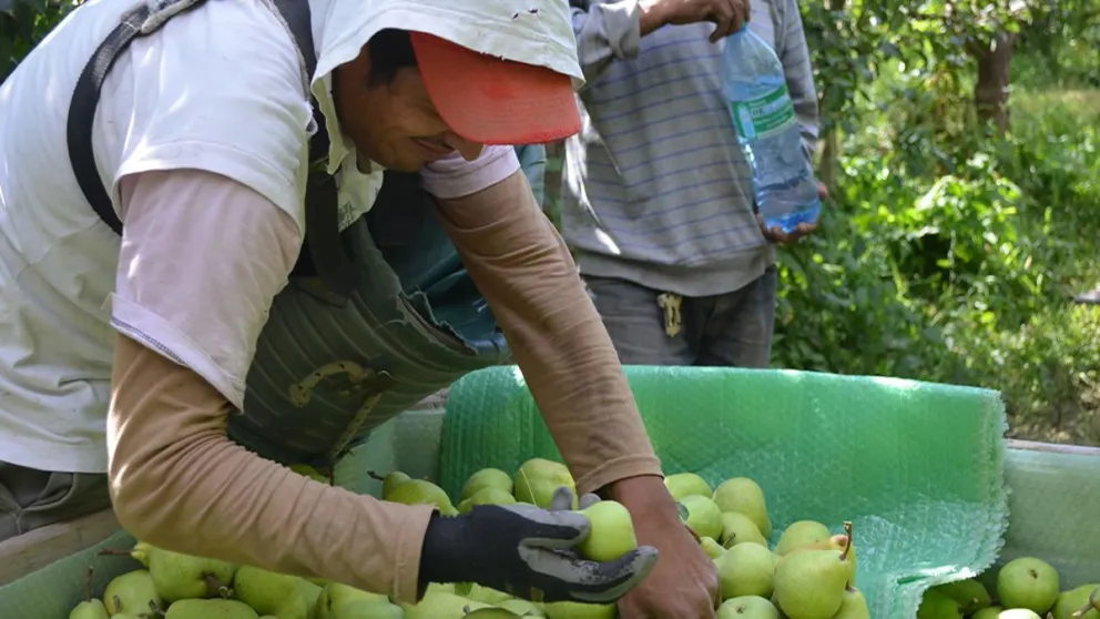 Llegarán 22 mil trabajadores golondrinas a la provincia durante el año
